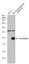 Plasminogen Activator, Urokinase antibody, GTX100465, GeneTex, Western Blot image 