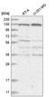 Structural Maintenance Of Chromosomes 6 antibody, HPA035057, Atlas Antibodies, Western Blot image 