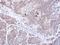 CD3g Molecule antibody, NBP1-31250, Novus Biologicals, Immunohistochemistry frozen image 