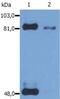 Signal Transducer And Activator Of Transcription 1 antibody, MA1-19325, Invitrogen Antibodies, Western Blot image 