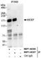 AF4/FMR2 Family Member 4 antibody, NBP1-40357, Novus Biologicals, Immunoprecipitation image 