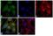 Neuregulin 1 antibody, MA5-12896, Invitrogen Antibodies, Immunofluorescence image 