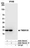 Transmembrane Protein 109 antibody, A305-730A-M, Bethyl Labs, Immunoprecipitation image 