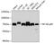 p65 antibody, 13-757, ProSci, Western Blot image 