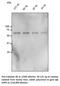 Catalase antibody, AB0245-200, SICGEN, Western Blot image 