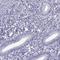 Cysteine Rich Secretory Protein 1 antibody, HPA030534, Atlas Antibodies, Immunohistochemistry frozen image 