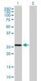 BTG Anti-Proliferation Factor 4 antibody, H00054766-B01P, Novus Biologicals, Western Blot image 