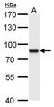 90 kDa ribosomal protein S6 kinase 1 antibody, PA5-21699, Invitrogen Antibodies, Western Blot image 