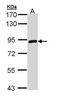 Transglutaminase 2 antibody, PA5-29357, Invitrogen Antibodies, Western Blot image 