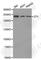 Tight Junction Protein 1 antibody, A0659, ABclonal Technology, Western Blot image 