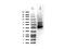 Inhibitor Of Nuclear Factor Kappa B Kinase Regulatory Subunit Gamma antibody, A00874-1, Boster Biological Technology, Western Blot image 