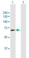 TUB Like Protein 2 antibody, H00007288-B01P, Novus Biologicals, Western Blot image 