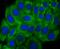 Growth Hormone Receptor antibody, A00698-2, Boster Biological Technology, Immunocytochemistry image 