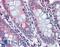 Beta-secretase 2 antibody, LS-B3764, Lifespan Biosciences, Immunohistochemistry paraffin image 
