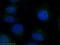 Centrosomal Protein 97 antibody, 22050-1-AP, Proteintech Group, Immunofluorescence image 