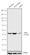 Solute Carrier Family 6 Member 4 antibody, 702076, Invitrogen Antibodies, Western Blot image 