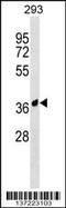 Junction Adhesion Molecule Like antibody, 59-213, ProSci, Western Blot image 