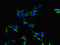 LIM And SH3 Protein 1 antibody, orb46207, Biorbyt, Immunofluorescence image 