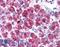 Toll Like Receptor 3 antibody, LS-B687, Lifespan Biosciences, Immunohistochemistry frozen image 