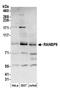 RAN Binding Protein 9 antibody, A304-779A, Bethyl Labs, Western Blot image 