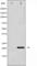 Survivin antibody, abx011576, Abbexa, Western Blot image 