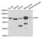 Hemopexin antibody, LS-C334158, Lifespan Biosciences, Western Blot image 