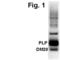 Proteolipid Protein 1 antibody, PA3-151, Invitrogen Antibodies, Western Blot image 