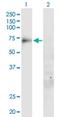 Solute Carrier Family 20 Member 1 antibody, H00006574-B01P, Novus Biologicals, Western Blot image 