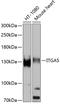 Integrin Subunit Alpha 5 antibody, 22-054, ProSci, Western Blot image 