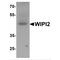 WD Repeat Domain, Phosphoinositide Interacting 2 antibody, MBS153402, MyBioSource, Western Blot image 