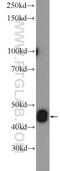 Calreticulin 3 antibody, 17064-1-AP, Proteintech Group, Western Blot image 