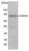 DEAD-Box Helicase 3 X-Linked antibody, GTX00724, GeneTex, Western Blot image 
