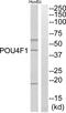 POU Class 4 Homeobox 1 antibody, abx015151, Abbexa, Western Blot image 