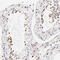 Gklf antibody, HPA002926, Atlas Antibodies, Immunohistochemistry frozen image 