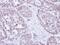 Tr4 antibody, GTX105119, GeneTex, Immunohistochemistry paraffin image 