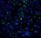 Interleukin 21 Receptor antibody, 2471, ProSci, Immunofluorescence image 