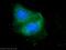 HERPUD Family Member 2 antibody, 20640-1-AP, Proteintech Group, Immunofluorescence image 