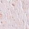 Solute Carrier Family 39 Member 7 antibody, PA5-21072, Invitrogen Antibodies, Immunohistochemistry frozen image 