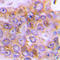 Arylsulfatase D antibody, LS-C353896, Lifespan Biosciences, Immunohistochemistry frozen image 