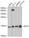 ISG15 Ubiquitin Like Modifier antibody, 14-152, ProSci, Western Blot image 