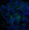 SULT2A1 antibody, 3363, ProSci, Immunofluorescence image 