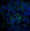 Sulfotransferase Family 2A Member 1 antibody, 3363, ProSci, Immunofluorescence image 