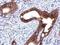 PKP1 antibody, PA5-29098, Invitrogen Antibodies, Immunohistochemistry frozen image 