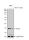 PSA antibody, NBP1-32920, Novus Biologicals, Western Blot image 