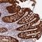 IQ Motif Containing D antibody, NBP2-48859, Novus Biologicals, Immunohistochemistry frozen image 