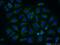 Ribosomal Protein L37a antibody, 14660-1-AP, Proteintech Group, Immunofluorescence image 