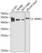 BCL2 Interacting Protein 2 antibody, GTX30091, GeneTex, Western Blot image 