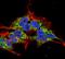 Receptor Accessory Protein 2 antibody, NBP2-59314, Novus Biologicals, Immunofluorescence image 