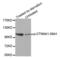 Catenin Alpha 1 antibody, LS-C335927, Lifespan Biosciences, Western Blot image 