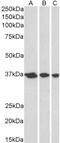 HAP1 antibody, 45-009, ProSci, Enzyme Linked Immunosorbent Assay image 